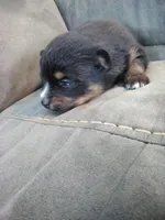 amellia, a male Pomsky for sale in Sugarcreek, OH – Photo 3 of 5