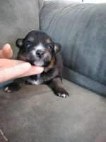 amellia, a male Pomsky for sale in Sugarcreek, OH – Photo 2 of 5