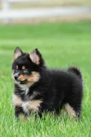 amellia, a male Pomsky for sale in Sugarcreek, OH – Photo 3 of 6