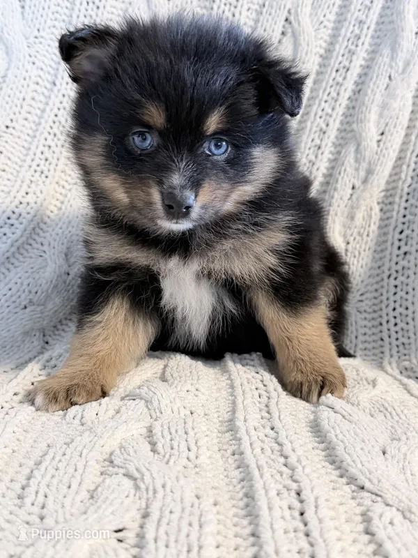 amellia – Pomsky puppy for sale in Sugarcreek, OH