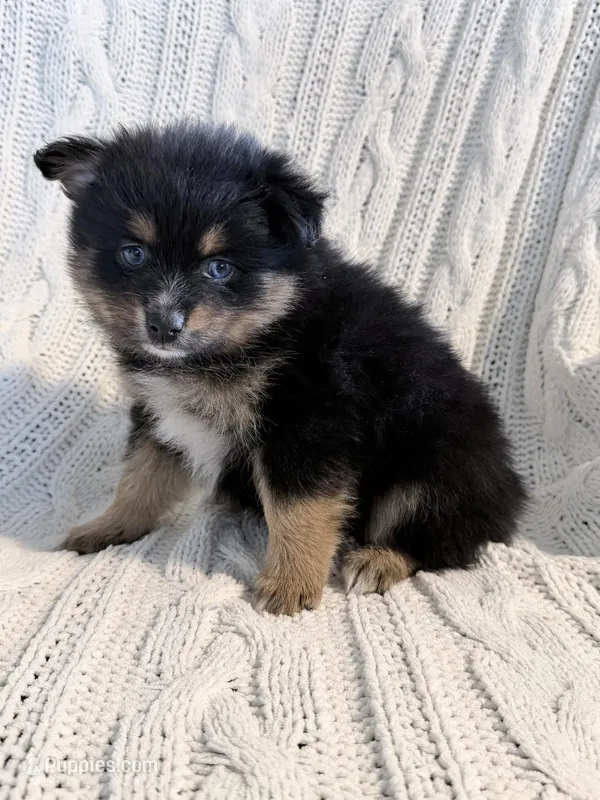 amellia – Pomsky puppy for sale in Sugarcreek, OH