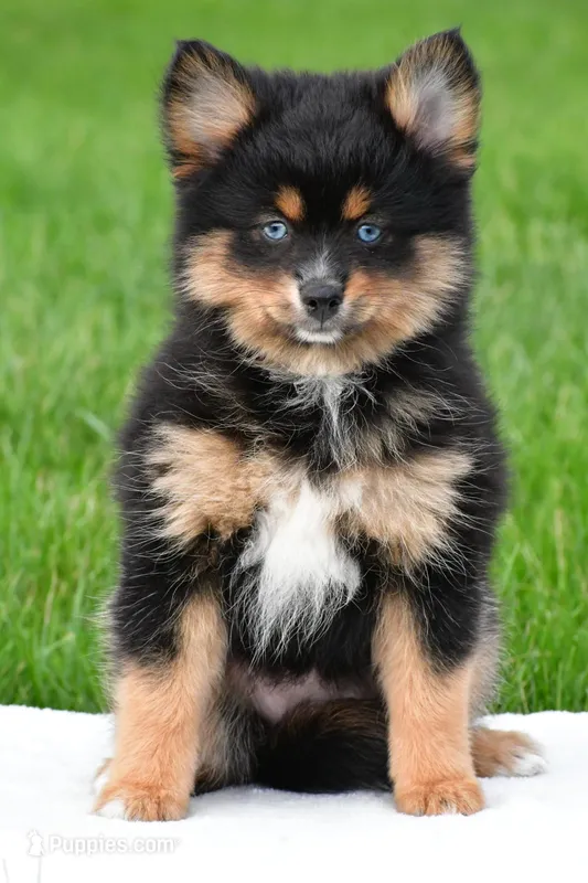 amellia – Pomsky puppy for sale in Sugarcreek, OH