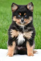 amellia, a male Pomsky for sale in Sugarcreek, OH – Photo 1 of 6