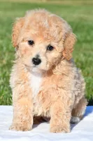 tanner, a male Bichpoo for sale in Sugarcreek, OH – 2 of 7