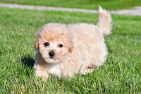 clint, a male Bichpoo for sale in Sugarcreek, OH – 2 of 5