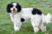romeo, a male Cavapoo for sale in Sugarcreek, OH – 2 of 6