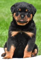 autumn, a male Rottweiler for sale in Sugarcreek, OH – 6 of 6