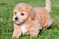 tanner, a male Bichpoo for sale in Sugarcreek, OH – 1 of 7