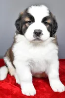 reese, a female Saint Bernard for sale in Sugarcreek, OH – Photo 2 of 6