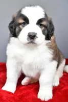 reese, a female Saint Bernard for sale in Sugarcreek, OH – Photo 3 of 6