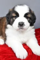 reese, a female Saint Bernard for sale in Sugarcreek, OH – Photo 5 of 6