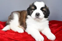 reese, a female Saint Bernard for sale in Sugarcreek, OH – Photo 1 of 6