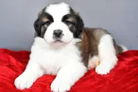 reese, a female Saint Bernard for sale in Sugarcreek, OH – Photo 6 of 6
