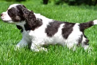 russell, a male Cocker Spaniel for sale in Sugarcreek, OH – 5 of 9