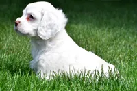cj, a male Cocker Spaniel for sale in Sugarcreek, OH – 8 of 8