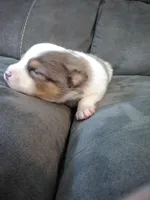 jax, a male Pomsky for sale in Sugarcreek, OH – Photo 5 of 6