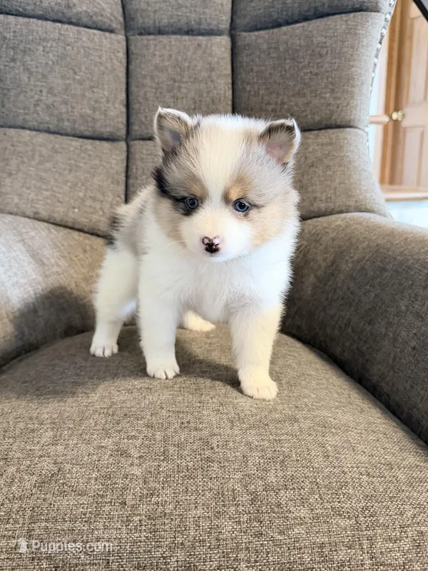 jax – Pomsky puppy for sale in Sugarcreek, OH