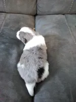 jax, a male Pomsky for sale in Sugarcreek, OH – Photo 4 of 6