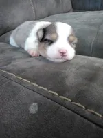 jax, a male Pomsky for sale in Sugarcreek, OH – Photo 2 of 6