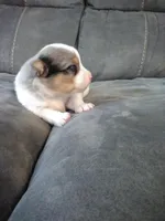 jax, a male Pomsky for sale in Sugarcreek, OH – Photo 1 of 6