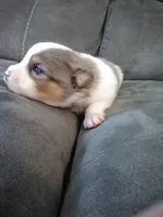 jax, a male Pomsky for sale in Sugarcreek, OH – Photo 6 of 6