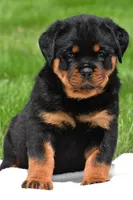 virginia, a male Rottweiler for sale in Sugarcreek, OH – 4 of 6
