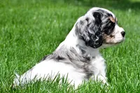 dillan, a male Cocker Spaniel for sale in Sugarcreek, OH – 6 of 8