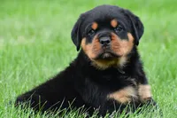 don, a male Rottweiler for sale in Sugarcreek, OH – 6 of 7