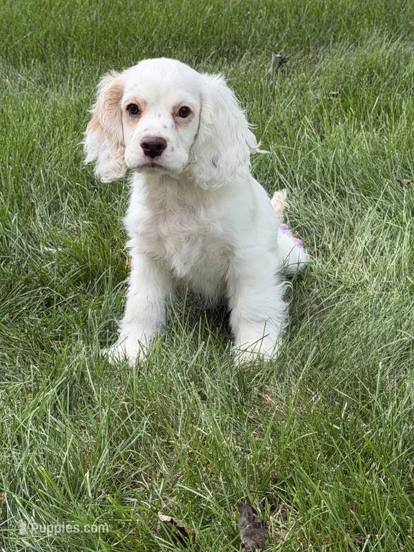 cj – Cocker Spaniel puppy for sale in Sugarcreek, OH