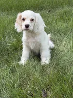 cj, a male Cocker Spaniel for sale in Sugarcreek, OH – 1 of 10