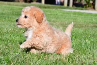 tanner, a male Bichpoo for sale in Sugarcreek, OH – 6 of 7
