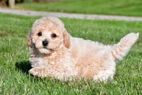 trey, a male Bichpoo for sale in Sugarcreek, OH – 5 of 7