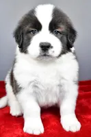 forest, a male Saint Bernard for sale in Sugarcreek, OH – Photo 3 of 7