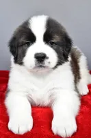forest, a male Saint Bernard for sale in Sugarcreek, OH – Photo 7 of 7