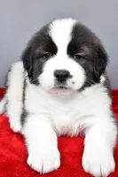 forest, a male Saint Bernard for sale in Sugarcreek, OH – Photo 6 of 7