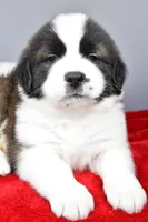 forest, a male Saint Bernard for sale in Sugarcreek, OH – Photo 4 of 7