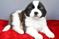 forest, a male Saint Bernard for sale in Sugarcreek, OH – Photo 1 of 7