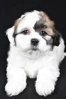 mauren, a female Shihpoo for sale in Sugarcreek, OH – Photo 5 of 7