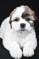 mauren, a female Shihpoo for sale in Sugarcreek, OH – Photo 4 of 7