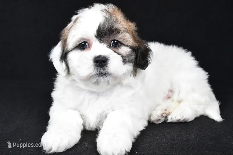 mauren, a female Shihpoo for sale in Sugarcreek, OH – Photo 1 of 7