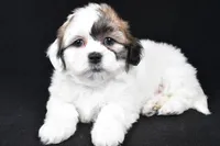 mauren, a female Shihpoo for sale in Sugarcreek, OH – Photo 1 of 7