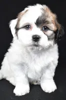 mauren, a female Shihpoo for sale in Sugarcreek, OH – Photo 2 of 7