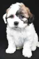 mauren, a female Shihpoo for sale in Sugarcreek, OH – Photo 6 of 7