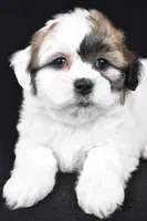 mauren, a female Shihpoo for sale in Sugarcreek, OH – Photo 7 of 7