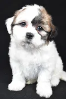 mauren, a female Shihpoo for sale in Sugarcreek, OH – Photo 3 of 7