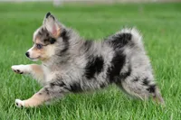 boe, a male Pomsky for sale in Sugarcreek, OH – Photo 6 of 6