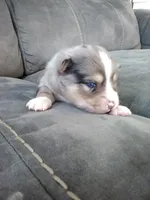 boe, a male Pomsky for sale in Sugarcreek, OH – Photo 4 of 4