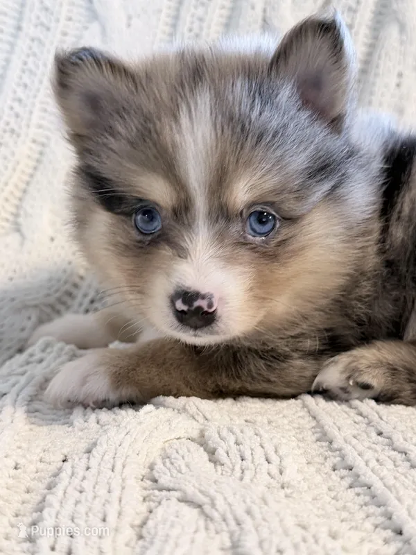 boe – Pomsky puppy for sale in Sugarcreek, OH