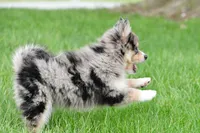 boe, a male Pomsky for sale in Sugarcreek, OH – Photo 5 of 6