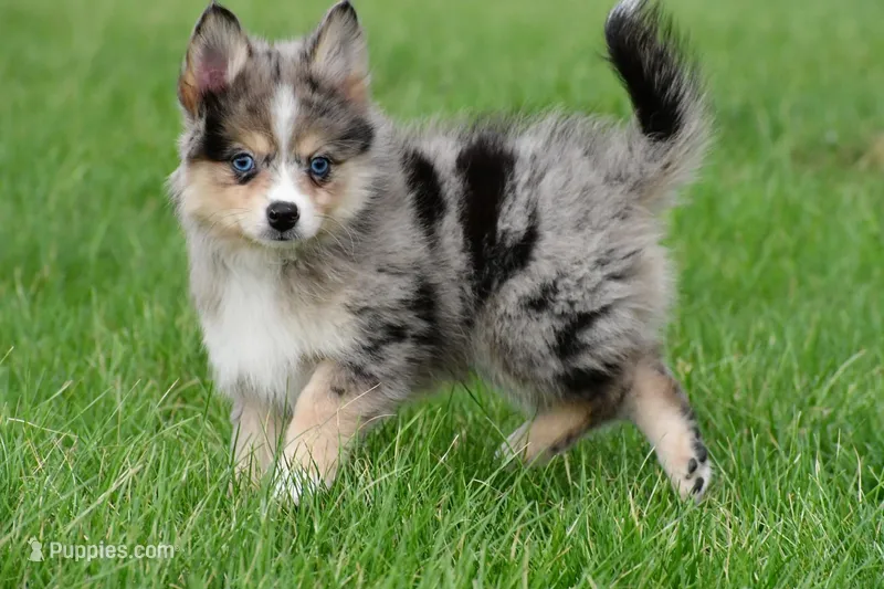 boe – Pomsky puppy for sale in Sugarcreek, OH